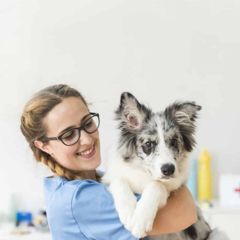 veterinarian-lead-generation